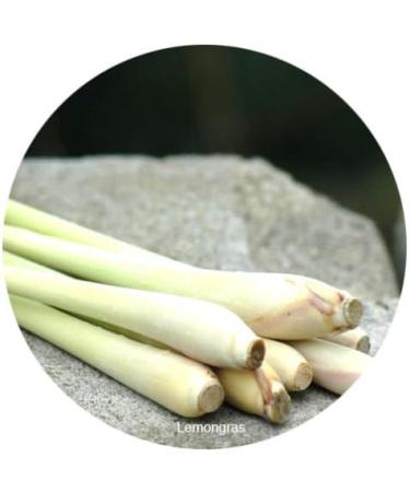 Body Cream Body Cream Vegan with lemongras l/hanf l mohn l/Jojoba 100% natural in organic quality/150 ml/made in Germany - Buy Online on GoSupps.com