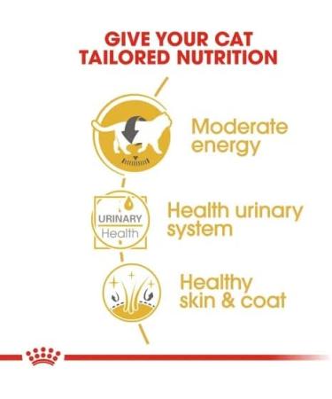 Royal Canin British Shorthair Wet Cat Food 85 g (Pack of 12) - Buy Online on GoSupps.com