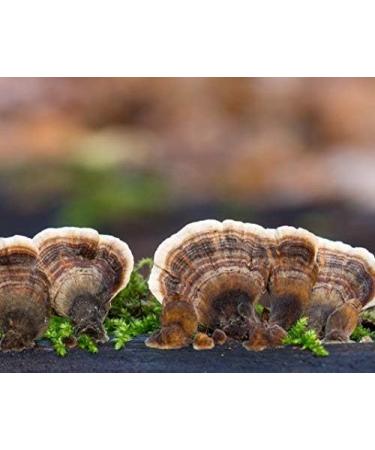 Cedar Bear Magnificent Mushrooms a Liquid Herbal Supplement That Builds The Immune System Protects Strengthens and Balances Overall Health 1 Fl Oz - Buy Online on GoSupps.com