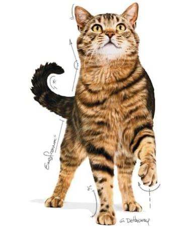 Royal Canin Appetite Control Care Complete Adult Wet Food in Gravy 24 x 85g - Buy Online on GoSupps.com