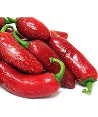 Potseed Chilli Red Jalapeno Hot Chili Pepper 20 Semi Piccolo Organico vegetale Asiatico