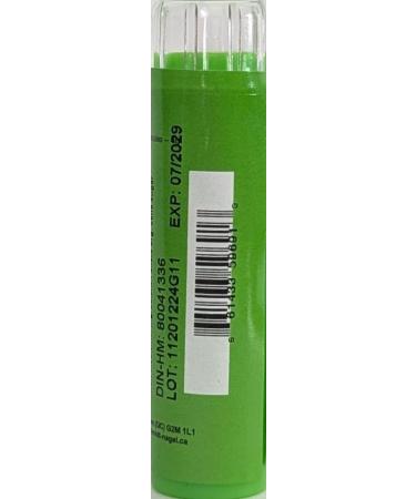 Pulmonaria Officinalis 30CH Homeopathy Medicine Schmidt-Nagel Canada (Homeodel) 90 pellets/granules - Buy Online on GoSupps.com