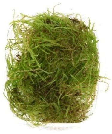 Java moss - Vesicularia dubyana - live aquarium plant - Buy Online on GoSupps.com