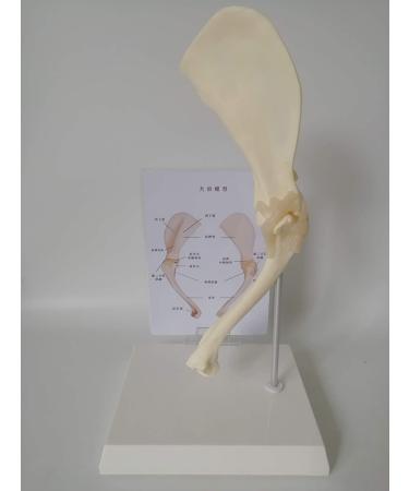 Dog/Dog Shoulder Joint Model Veterinary Office Education Tool Dog Shoulder Animal Dog Scapula Model Used to Demonstrate Learning Model - Buy Online on GoSupps.com
