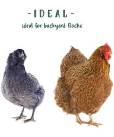 Manna Pro Carefree Poultry Protector with Enzymes - Buy Online on GoSupps.com