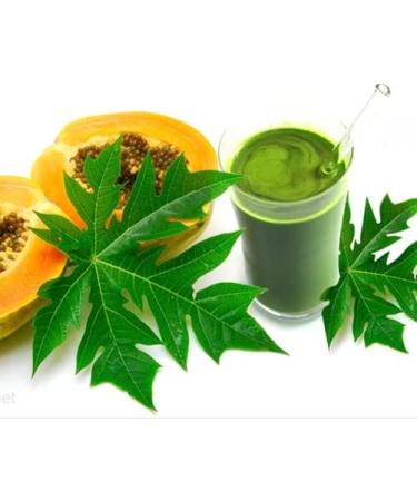 bodi : Papaya Leaf Powder | 4oz to 5lb | 100% Pure Natural Hand Crafted (1 lb) 16 Ounce (Pack of 1) - Buy Online on GoSupps.com