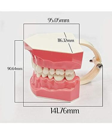 LBYLYH Dental Implant Teeth - Oral Care Brush Model & Educational Dental Template for Early Childhood Learning - Buy Online on GoSupps.com