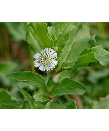 Natural Code - Dried Eclipta Whole 454g/1lb - Field Lotus - Herba Ecliptae - Han Lian Cao - Mo Han Lian - - - Non GMO - Vegan - No Preservatives or Additives - 100% Natural - Buy Online on GoSupps.com