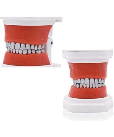 LBYYH Teeth Orthodontic Model - Dental Demonstration Tool for Patient Communication | Ideal for Schools & Clinics - Buy Online on GoSupps.com