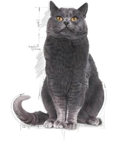 ROYAL CANIN Sterilised Ageing 12+ | Pack of 3 | 3 x 400 g | Complete Food for Cats | Specially designed for Cats - Buy Online on GoSupps.com