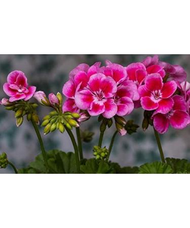  Ancient Purity Avocado Night Cream - 50ml (with Geranium) for Skin Health & Eczema - Buy Online on GoSupps.com