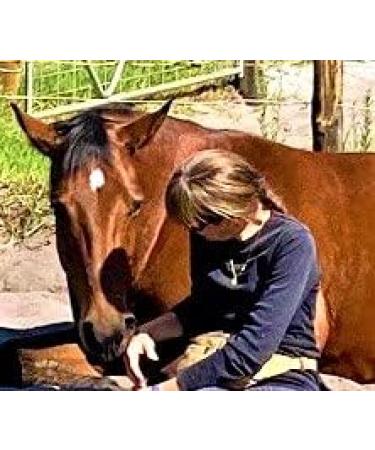 Equine Synergy Ashwagandha Calmer for Horses and Ponies- A Powerful Organic Calming Herb to Help Relax and Focus Your Horse or Pony with Adaptogenic Agents to Support a More Willing Attitude - Buy Online on GoSupps.com