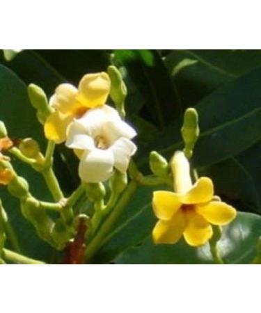 Fagrea berteriana Profumo Albero 10 semi