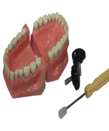 Typhodent Jaw Set - Buy Online on GoSupps.com