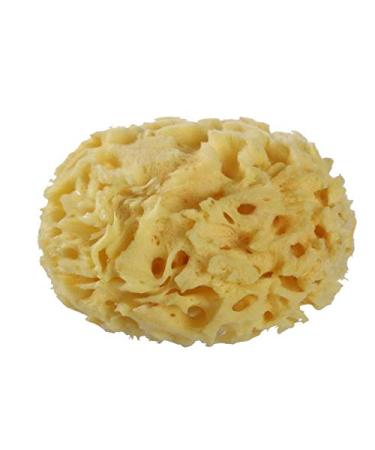 Natural Sea Sponge for Bathing Soft Premium Greek Honeycomb Sponges for Body Shower (Yellow  3.5inch Plus) Yellow 3.5 Inch plus