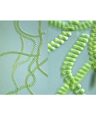 Spirulina Pacifica Tablets - 110x 500mg | MicrOrganics Superfood Supplement - Buy Online on GoSupps.com