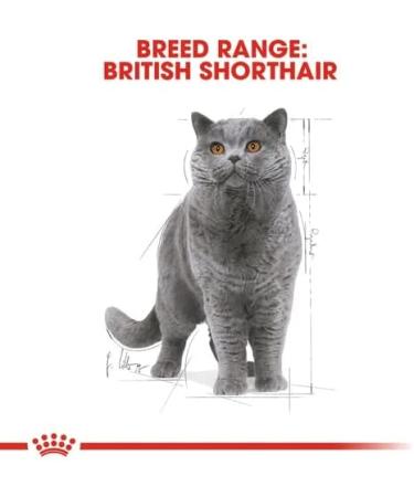 Royal Canin British Shorthair Wet Cat Food 85 g (Pack of 12) - Buy Online on GoSupps.com