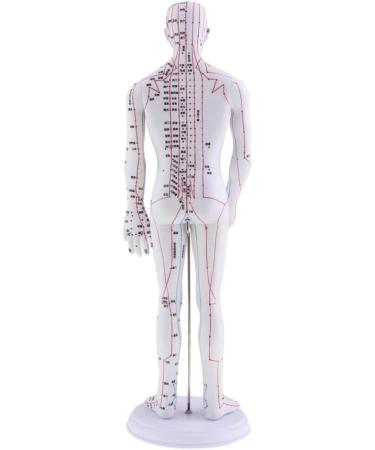 Milageto Human Body Point Model with Rotating Arm as described Male - Buy Online on GoSupps.com