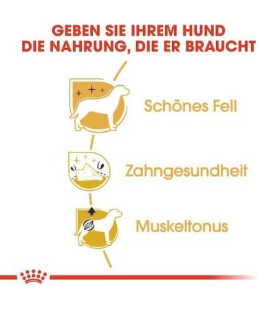 Royal Canin Poodle Adult | Pack of 3 | 3 x 500 g | Dry food for Adult Poodle | to support coat and muscle tone | for dogs from 10 months - Buy Online on GoSupps.com