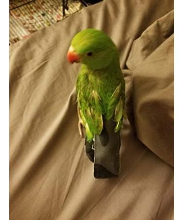 Kuso Reusable Washable Diapers for Parrots - XL Green Aviation Suit & Kimono Clothing for Budgies Cockatoos African Greys & Sun Conures - Buy Online on GoSupps.com