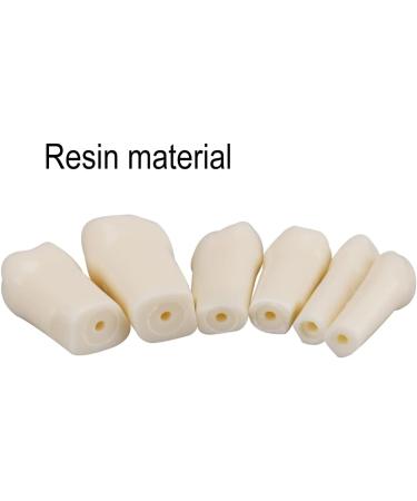 Dental Simulator Manikin Phantom Head - Training & Study Typodont Model with Removable 28 Teeth for Dental Exercises - Buy Online on GoSupps.com