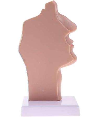 Nasal Cavity Throat Anatomical Model Pathological Nasal Pharyngeal Oropharyngeal Longitudinal Section Model - Buy Online on GoSupps.com