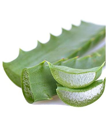 Aloe arborescens leaves bio (1 bundle of 500 g) real aloe arborescens plant (aloe arborescens miller) Dr.Kim Beisel Deutsches Aloe Vera Center eco-controlled position: IT-BIO-007