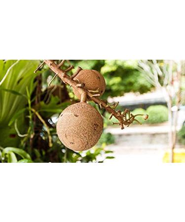 Indigo Herbs Bio Paranig 250g - Premium Organic Superfood for Health & Wellness | International Shipping Available - Buy Online on GoSupps.com