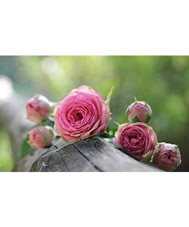 Smell Moments | Whirlpool Fragrance 500ml | Rose | Natural Essential Oils | Vegan | No Foam | Cruelty-Free Shipping Worldwide - Buy Online on GoSupps.com