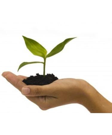 Cassava Root Fertility Supplement for Twins | Natural Pregnancy Vitamin | 2 Month Supply - Buy Online on GoSupps.com