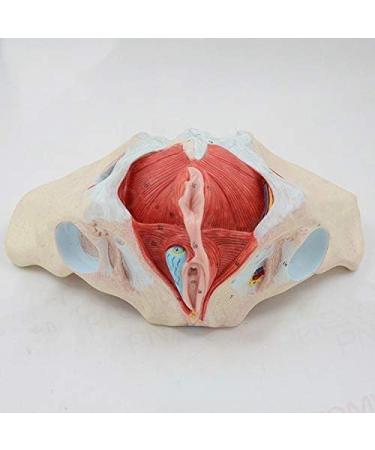 Basin Muscular Model - Woman Pelvic Floor Muscle Perineal Nerve Ligament Neuromuscular Model - Anatomical Medical Basin with Pelvic Floor Muscles - Buy Online on GoSupps.com