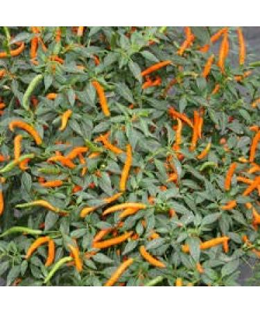 SEMI PEPERONCINO HOT Thai Dragon Orange + Guida ALLA COLTIVAZIONE