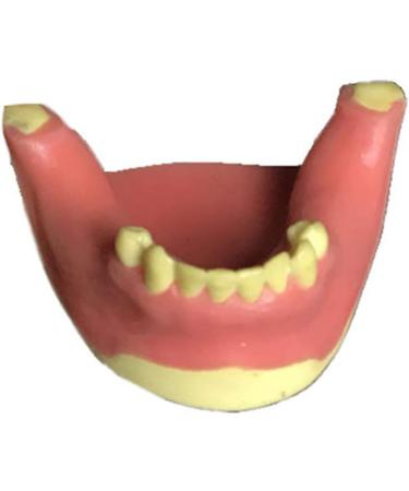 Buy Dytah Dental Jaw Teeth Demonstration Model - Lavish Gum Typodont for Teaching & Study (2 PCs) | International Shipping Available - Buy Online on GoSupps.com