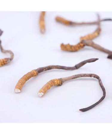 Akersunder Genuine Dried Cordyceps sinensis/winterworm summerherb Ophiocordyceps sinensis naqu cordyceps 1g. (Broken Grass with Tail)