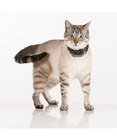 Eureka MARCOPOLO Advanced Pet Tracking Tag Accessory - Pet Monitoring and Locating System - Buy Online on GoSupps.com