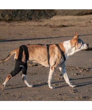 Walkabout Double Knee Brace + Chest Halter Combo Treat CCL and Other Canine Joint Injuries with this Vet-Recommended Compression Brace Built for Immediate Support and Rapid Relief Best Used for Pre/Post Operative Rehabilitation or as an Alternative To Cos - Buy Online on GoSupps.com