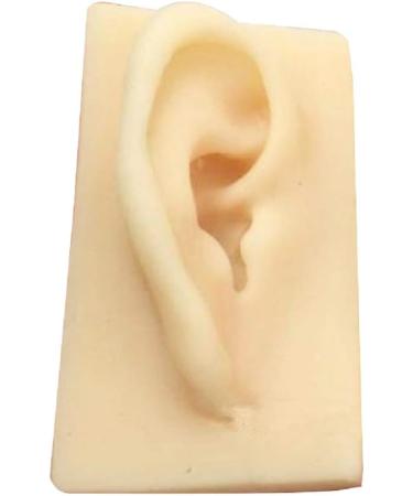 ERNZI Life Size Human Ear Model Set - 1:1 Acupuncture Educational Tool (Left & Right 9x5x7 cm) - Ideal for Students & Practitioners - Buy Online on GoSupps.com