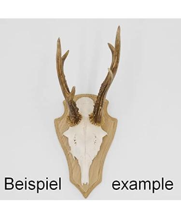Generisch 5 St ck REH Troph enschilder - Spitz Eiche Hell - Klein 19 cm x 11 cm - Ideal f r Jagd & Dekoration - Internationaler Versand verf gbar - Buy Online on GoSupps.com