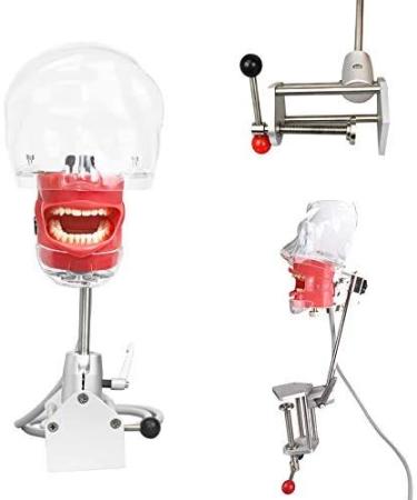 Dental Teaching Simulator Manikin Phantom Head Model Plastic Educational Teeth Model Fix on (Table Type) - Buy Online on GoSupps.com