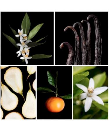 Shakira Perfumes - Dance for Women - Long Lasting - Femenine Charming and Modern Perfume - Fruity Floral Notes - Ideal for Day Wear - 1.7 Fl Oz SKR DANCE EDT 1.7 Fl Oz (Pack of 1) - Buy Online on GoSupps.com