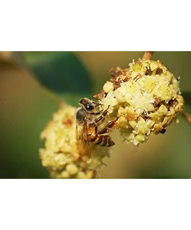 100% Pure Moroccan Jujuber Honey - Buy Online on GoSupps.com