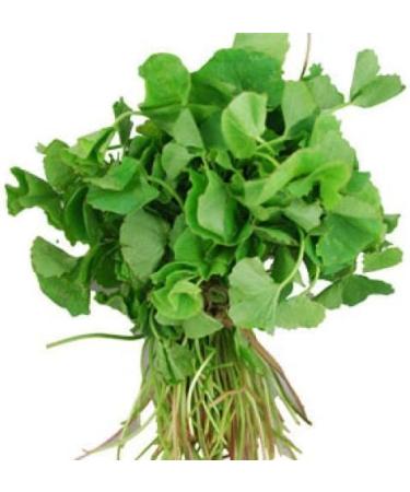 Fresh Vallarai Leaves Bunch | Single Bunch | Vallarai Keerai | Gotu Kola | Green leafy | Healthy | Used Cooking for Juice & Soup etc.. | Approx 350 to 400| Next Day shipping By SeelansG - Buy Online on GoSupps.com