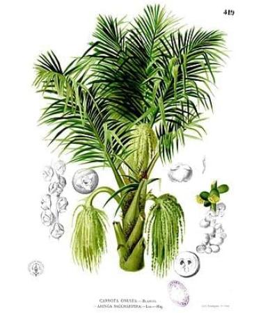 Indonesian Organic Ground Arenga Pinnata Sugar 100g/ Gula Semut Aren The Taste of Traditional Sweetener- Halal - Buy Online on GoSupps.com