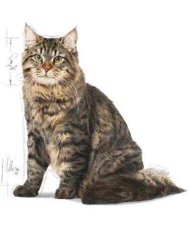 Royal Canin Urinary Care Complete Dry Adult Cat Food 4 x 400g - Buy Online on GoSupps.com