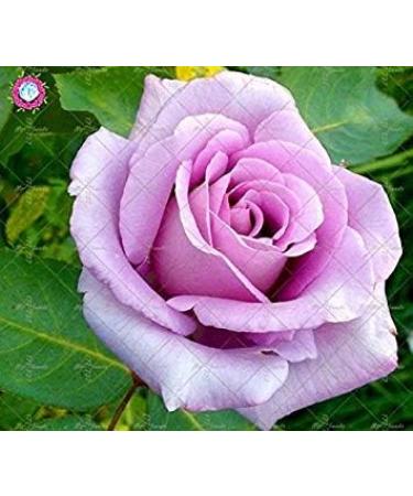 SEMI PLAT FIRM-100PCS cinese Rosa Semina White Rose cos affascinante Bonsai Fiore perenne Pianta in Vaso Per la casa Giardino Invia Regali - Buy Online on GoSupps.com