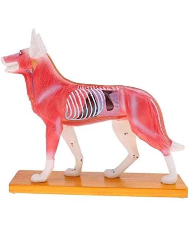 Anatomical Dog Model Acupuncture Anatomy Acupuncture Point Model of The Dog Body Animal with 72 Acupuncture Points - Buy Online on GoSupps.com