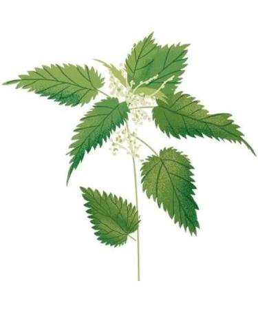 Spicy nettle leaf for herbal tea 100g - 100% natural 100% nettle leaf strengthening the body thanks to its rich vitamin and mineral composition. - Buy Online on GoSupps.com