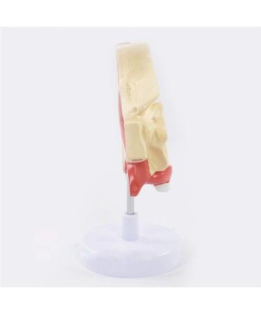 Anatomical Model Throat Nose Model of The Mouth of Nasal Cavity Medical Anatomical - Buy Online on GoSupps.com