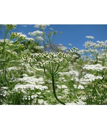 Organic Ground Cumin 250g - Pure Cumin Powder No Additives | BioKontor - Buy Online on GoSupps.com