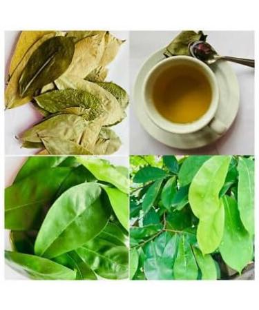 JAGGY Organic Soursop Leaves (400 Leaves) Dried Whole Natural Guanabana Graviola Guyabano Leaves - Buy Online on GoSupps.com